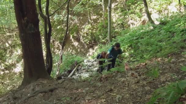 Famiglia Escursionisti Che Arrampicano Sentiero Ripido Circondato Alberi Piante Verdi — Video Stock