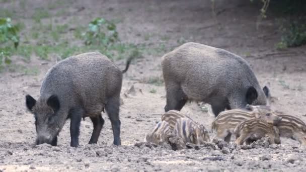 野生猪仔猪与森林中的家庭饲养 — 图库视频影像