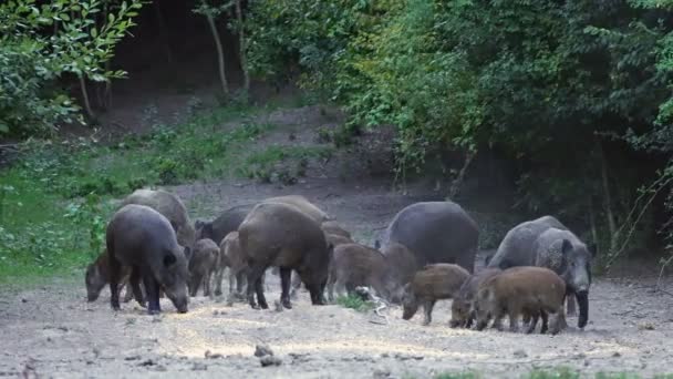 Duże Grupy Gang Dzikich Wieprzy Karmienia Chodzenie Ciągu Dnia — Wideo stockowe