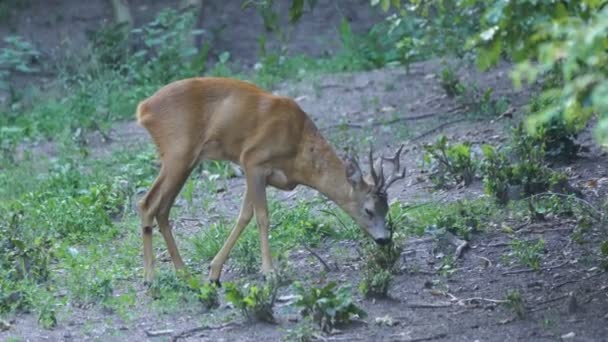 Jeunes buissons de pâturage roebuck dans la nature sauvage, entourés de plantes vertes 