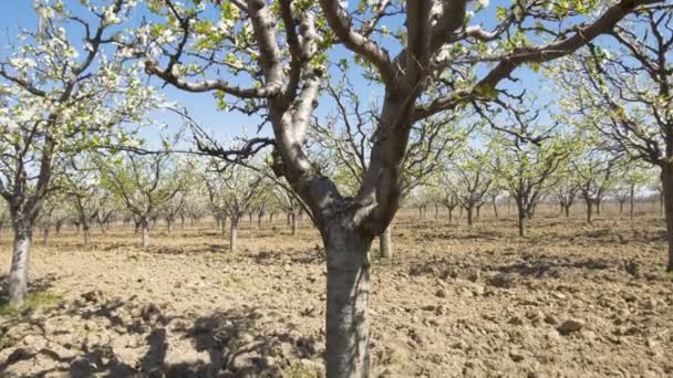 Vue Sur Les Vergers Fleurissent Dans Jardin Jour — Video