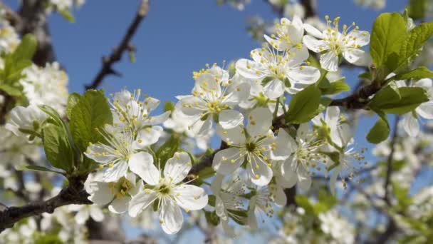Closeup White Blossoming Flowers Plum Tree Daytime — Stock Video