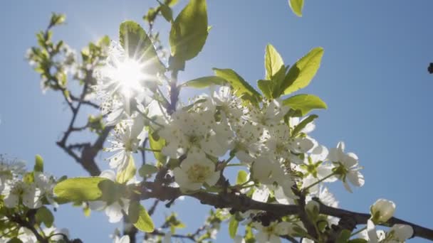 Κινηματογράφηση Πρώτο Πλάνο Από Λευκό Άνθηση Λουλούδια Του Δέντρου Δαμάσκηνο — Αρχείο Βίντεο