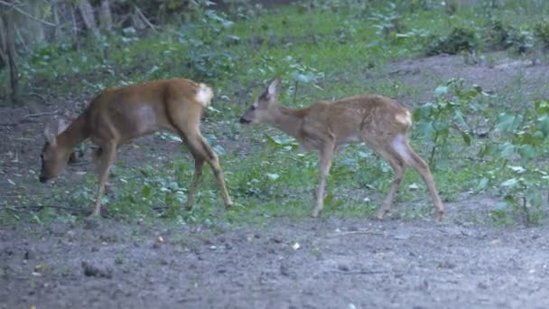 大人の鹿と昼間に野生の自然の中歩いてかわいいカブ — ストック動画