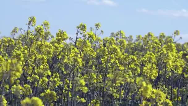 Closeup View Yellow Blossoming Flowers Green Summer Field Daytime — Stock Video