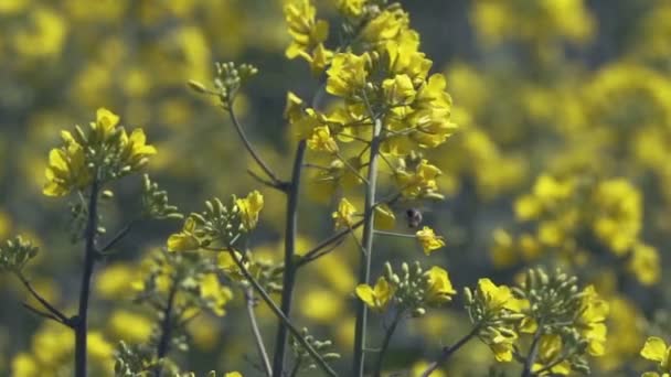 昼間に緑の夏フィールドに黄色の花を咲かせてのクローズ アップ ビュー — ストック動画