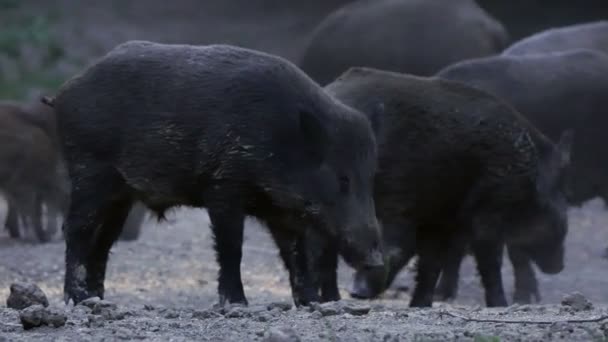 Stor Grupp Wild Hogs Utfodring Och Promenader Dagtid — Stockvideo