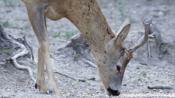 Primo Piano Granturco Roebuck Mangiare Natura Selvaggia — Video Stock