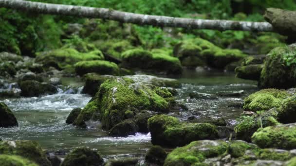 Scenic Näkymä Rauhallinen Joki Vihreässä Metsässä Päivällä — kuvapankkivideo