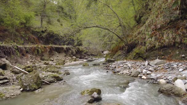 Vue Panoramique Une Rivière Calme Dans Une Forêt Verdoyante Jour — Video