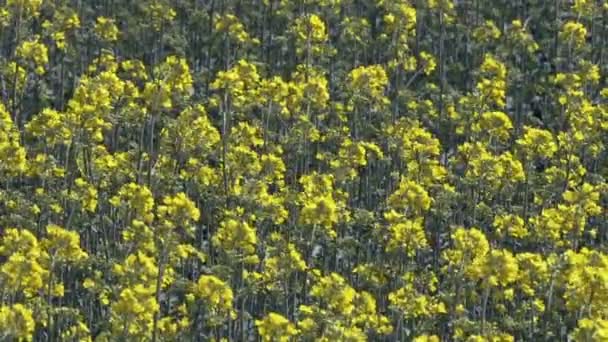 昼間に緑の夏フィールドに黄色の花を咲かせてのクローズ アップ ビュー — ストック動画