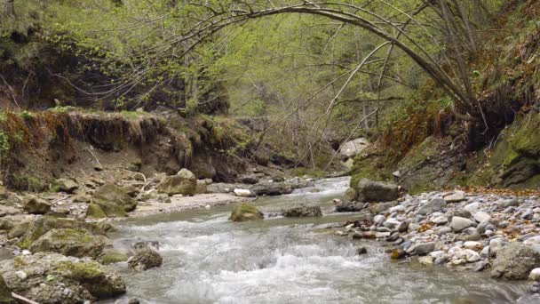 昼間で緑の森の穏やかな川の風光明媚なビュー — ストック動画