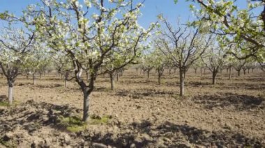 Meyve bahçesi ağaçlar çiçek Bahçe, gündüz görünümünü