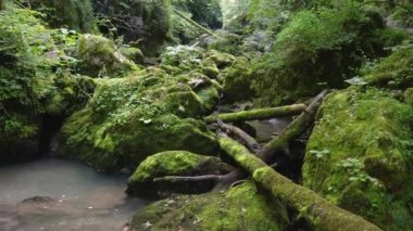 Gündüz, yeşil orman içinde sakin Nehri'nin doğal görünümü