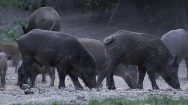 Besleme ve gündüz yürüyüş yaban domuzları büyük grup