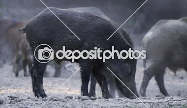 Besleme ve gündüz yürüyüş yaban domuzları büyük grup