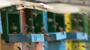 Gündüz kovan uçan arı sürüsü closeup