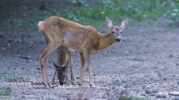 Volwassen Herten Schattige Cub Wandelen Wilde Natuur Overdag — Stockvideo