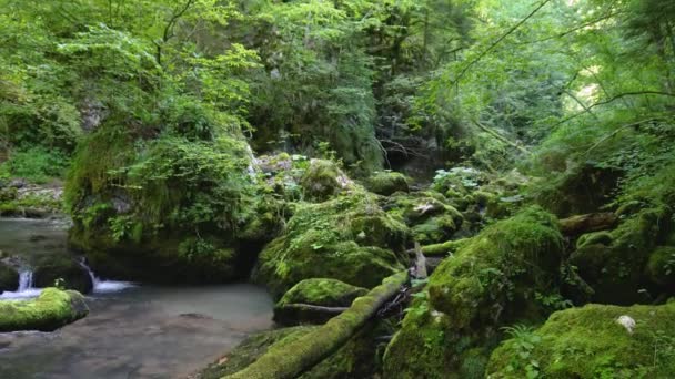 Vista Panoramica Del Fiume Calmo Nella Foresta Verde Durante Giorno — Video Stock
