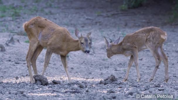 大人の鹿と昼間に野生の自然の中歩いてかわいいカブ — ストック動画