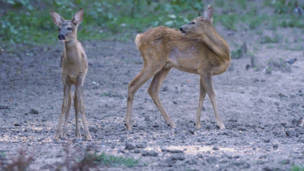 Cervo Adulto Cucciolo Carino Passeggiare Nella Natura Selvaggia Durante Giorno — Video Stock