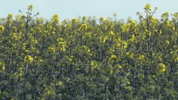 Vista Perto Flores Amarelas Florescentes Campo Verão Verde Durante Dia — Vídeo de Stock