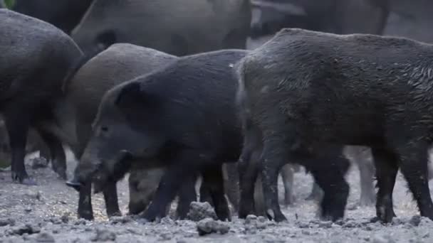 Große Gruppe Von Wildschweinen Die Tagsüber Füttern Und Spazieren Gehen — Stockvideo
