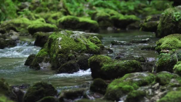 Vista Panorâmica Rio Calmo Floresta Verde Durante Dia — Vídeo de Stock