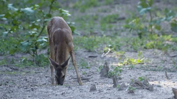 Schattig Herten Wildvuur Groene Planten Eten Overdag — Stockvideo