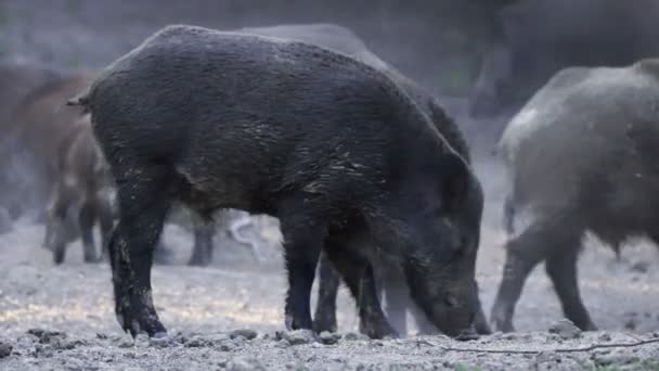 Grande Grupo Porcos Selvagens Alimentando Caminhando Durante Dia — Vídeo de Stock