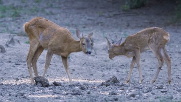 Erwachsene Hirsche Und Niedliche Jungtiere Die Tagsüber Der Wilden Natur — Stockvideo