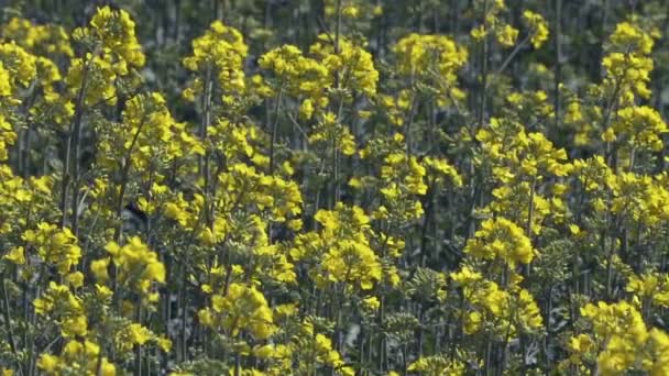Closeup View Yellow Blossoming Flowers Green Summer Field Daytime — Stock Video