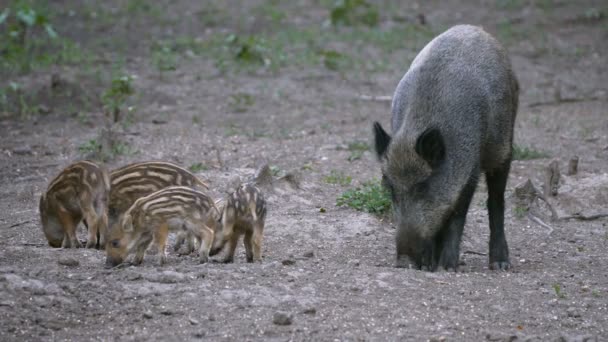 野生猪仔猪与森林中的家庭饲养 — 图库视频影像