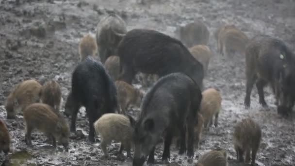 Wild Hog Piglets Family Feeding Forest — Stock Video