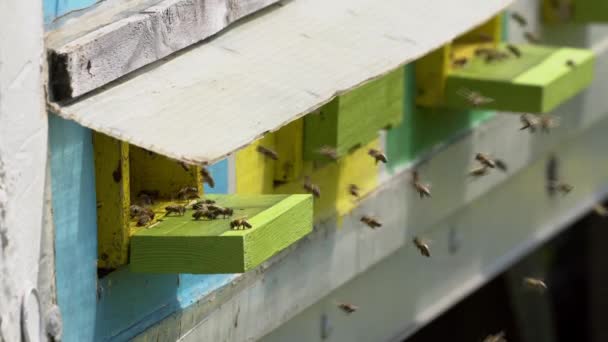 昼間でハイブを飛び回るミツバチの群れのクローズ アップ — ストック動画