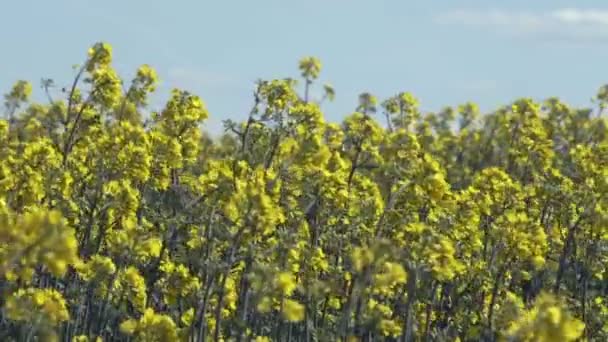 Closeup View Yellow Blossoming Flowers Green Summer Field Daytime — Stock Video