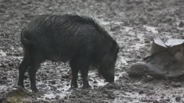 野生の豚子豚と森で餌の家族 — ストック動画