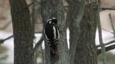 Gündüz ağaç kabuğu üzerinde gagalamayı ağaçkakan
