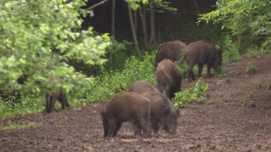Ormanda köklenme genç vahşi domuz sürüsü