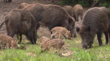 Ormanda besleme vahşi domuz ailesi