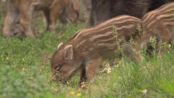 Wild Hog Piglets Family Feeding Forest — Stock Video