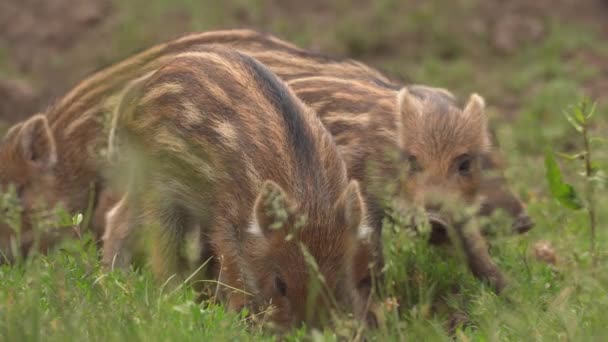 Groupe de porcelets dans un troupeau de porcs sauvages se nourrissant 