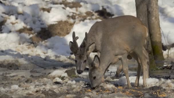 Roe Buck Veados Alimentando Milho Neve — Vídeo de Stock