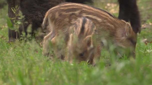 Wild Hog Piglets Scratching Its Butts Daytime — Stock Video