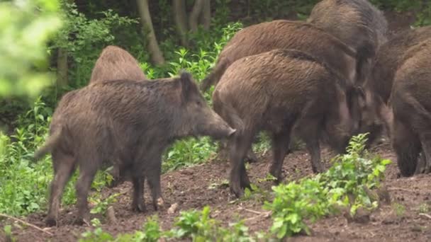 Troupeau de jeunes mâles de porc sauvage enracinant 