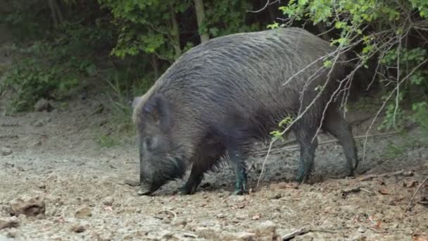 森の中に実行しているおびえた野生の豚 — ストック動画