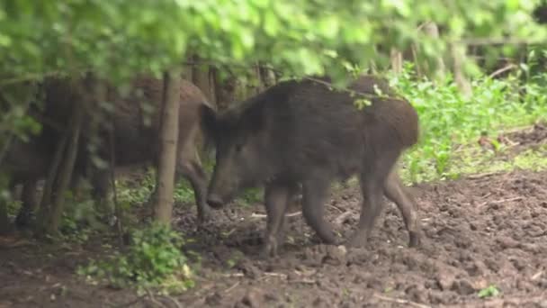 Jóvenes Cerdos Salvajes Machos Dispersándose Bosque — Vídeo de stock