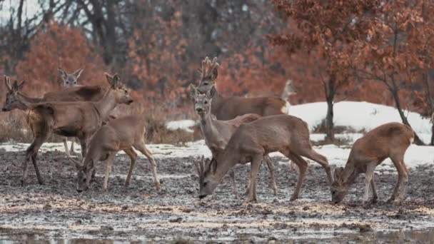 Rebanho Veados Roe Comendo Milho Ponto Alimentação Floresta — Vídeo de Stock