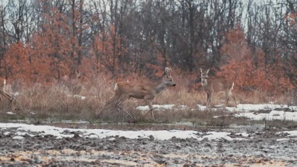Roe buck arrive au point d'alimentation dans le troupeau 