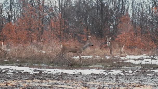 Roe Buck Arrive Point Alimentation Dans Troupeau — Video